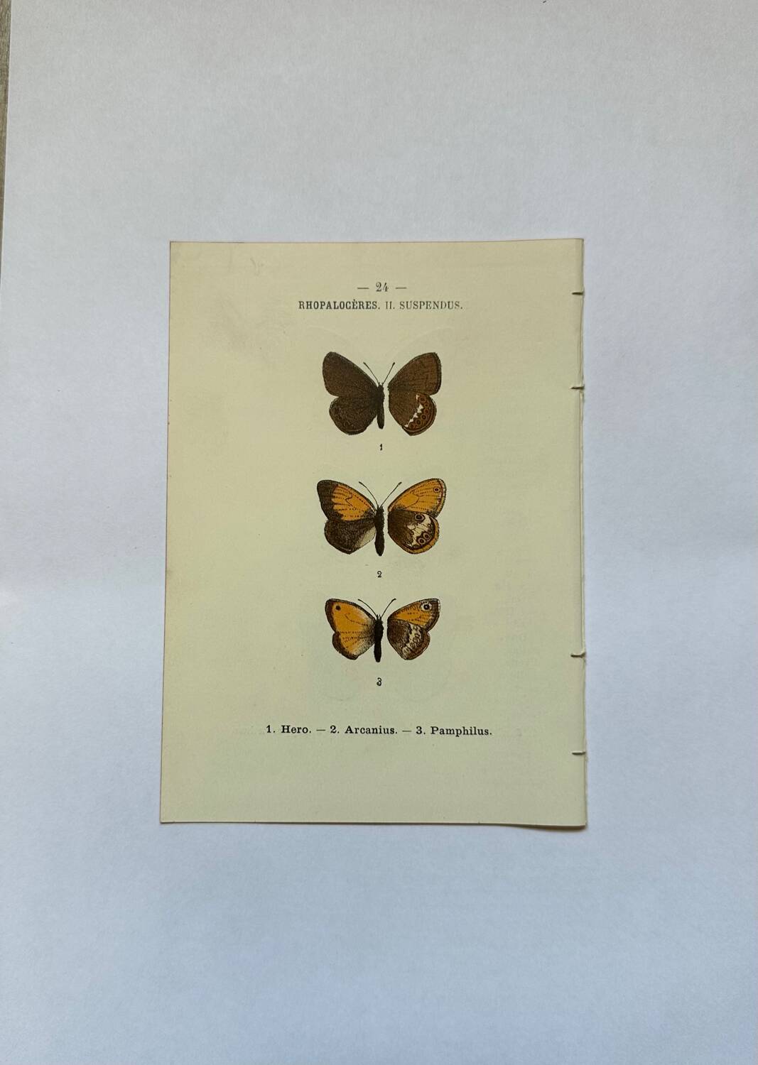 Botanical engraving butterflies double-sided naturalist plate Etching