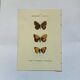 Botanical engraving butterflies double-sided naturalist plate Etching