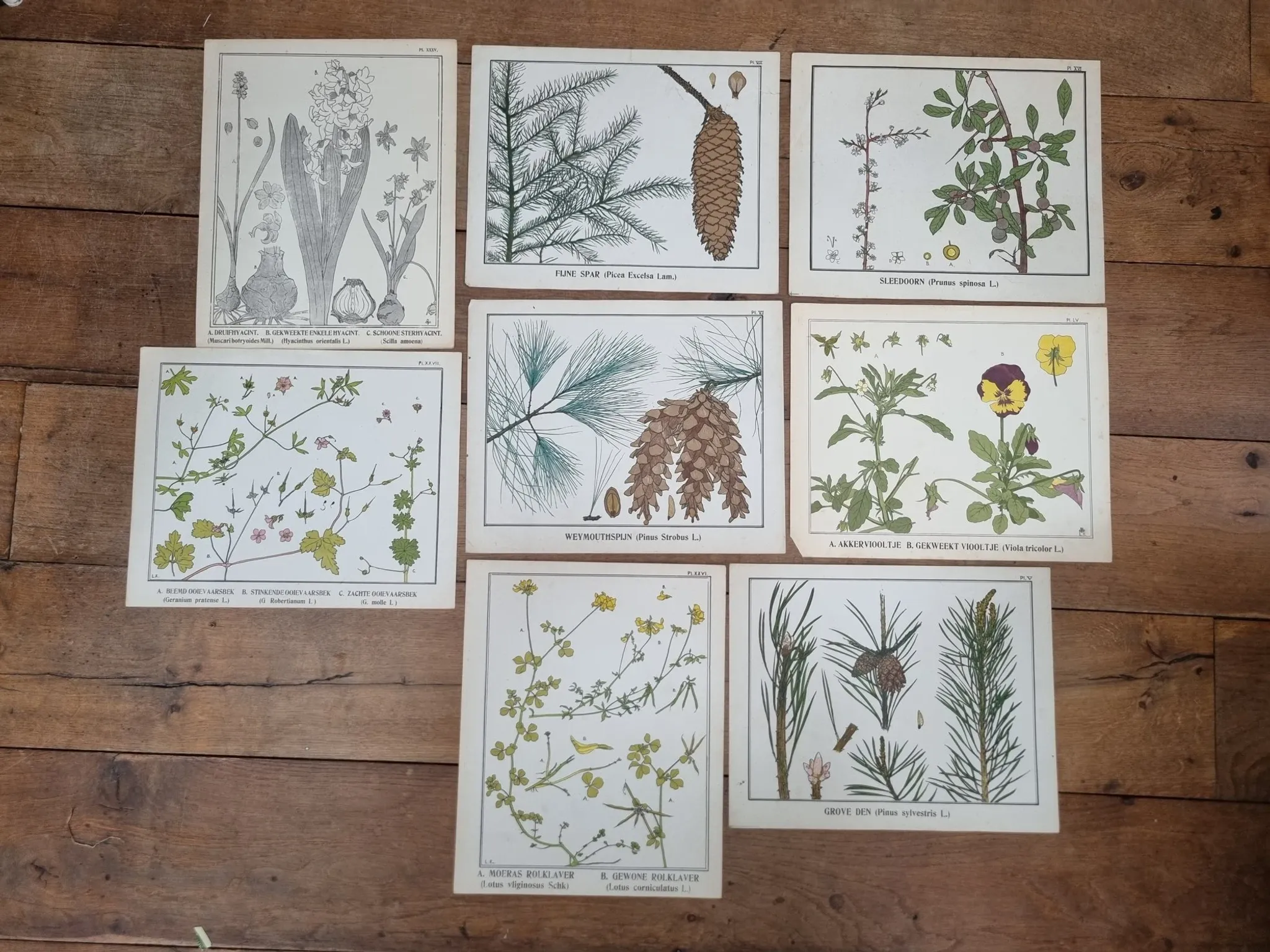 Set of 9 botanical plates – Atlas van Nederlandsche planten, L. Klaver