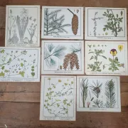 Set of 9 botanical plates – Atlas van Nederlandsche planten, L. Klaver