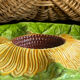 Divided plate, sunflower in slipware