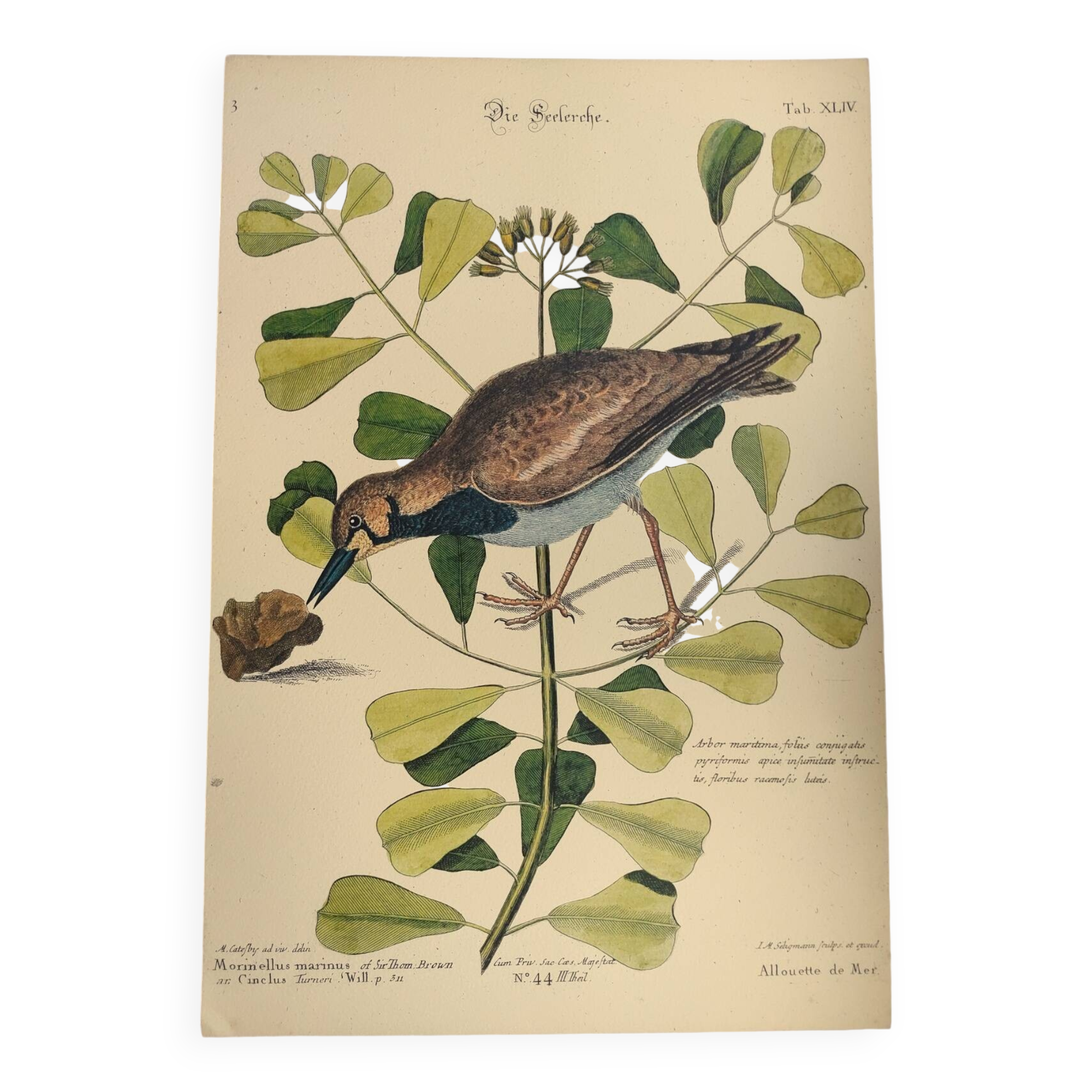 Antique bird engraving - Sea Lark - Zoological plate by Seligmann & Catesby - ornithology