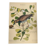 Antique bird engraving - Sea Lark - Zoological plate by Seligmann & Catesby - ornithology