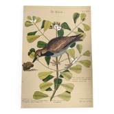 Gravure ancienne oiseau -Allouette de Mer- Planche zoologique de Seligmann & Catesby - ornithologie