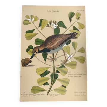 Gravure ancienne oiseau -Allouette de Mer- Planche zoologique de Seligmann & Catesby - ornithologie