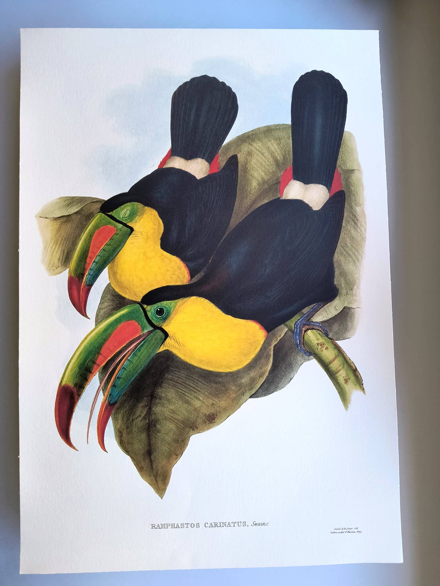 Vintage illustration. Keel-billed Toucan by J. Gould – 33x49cm. Bird print