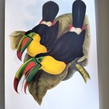 Vintage illustration. Keel-billed Toucan by J. Gould – 33x49cm. Bird print