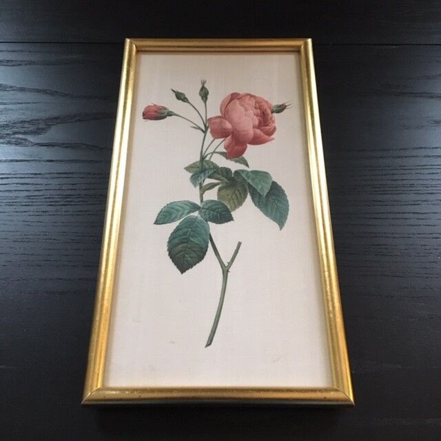 Planche botanique encadrée avec rose