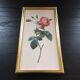 Planche botanique encadrée avec rose