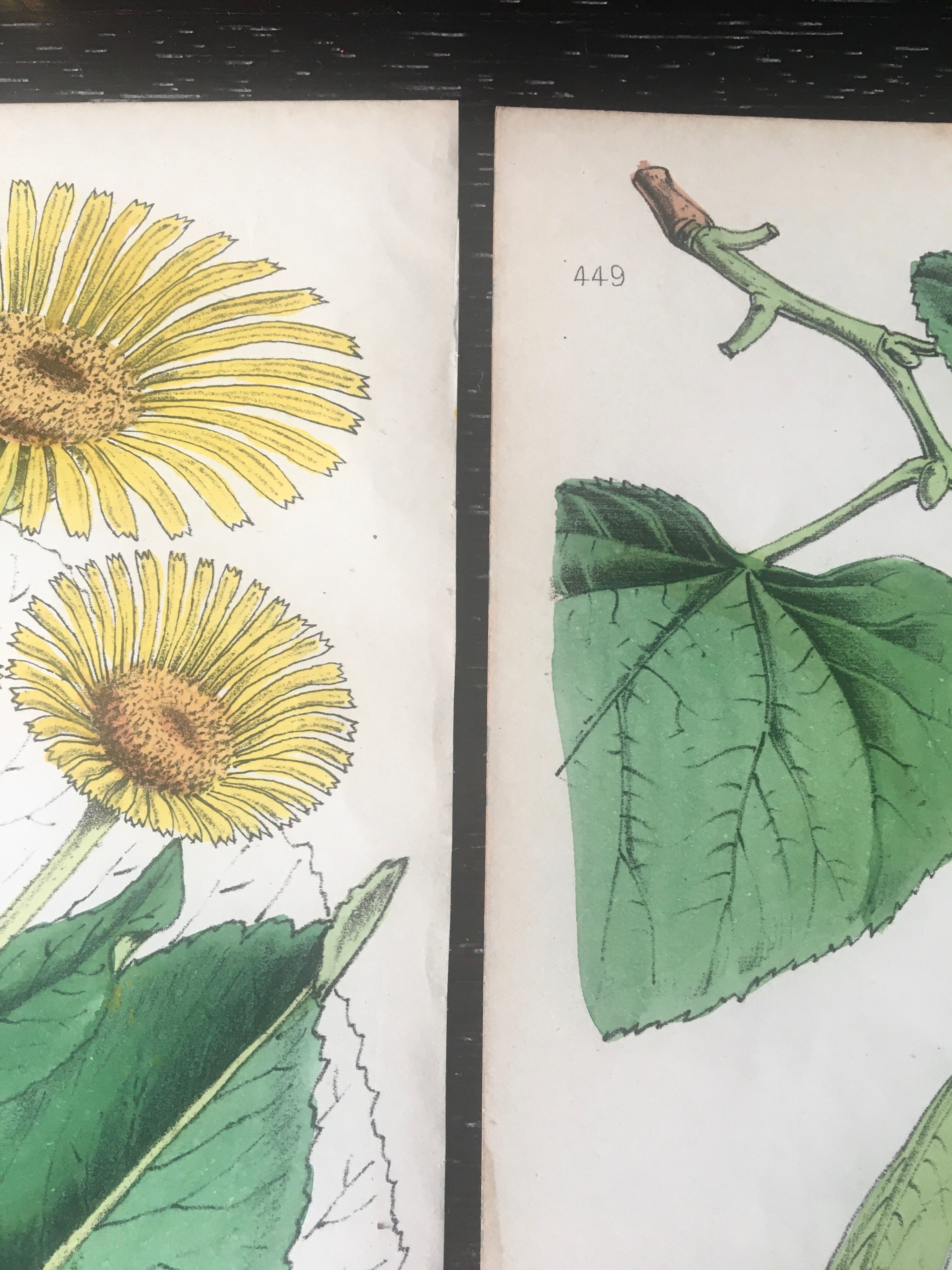 English botanical board duo, Ed 1878