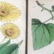 English botanical board duo, Ed 1878
