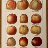 Lithograph on apples - 1920