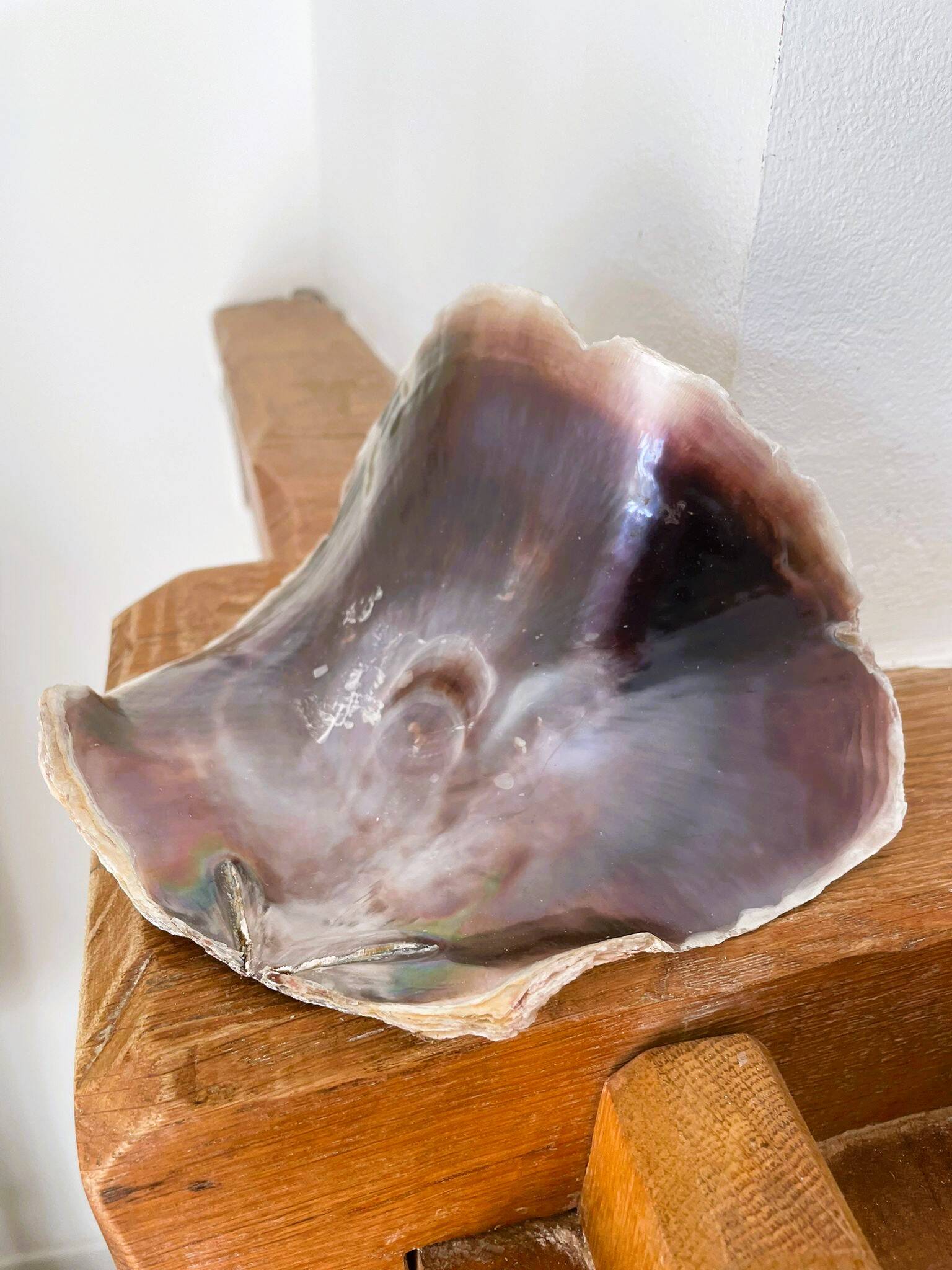 Large seashell: Placuna