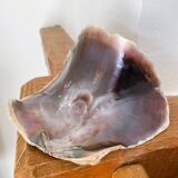 Large seashell: Placuna
