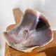 Large seashell: Placuna
