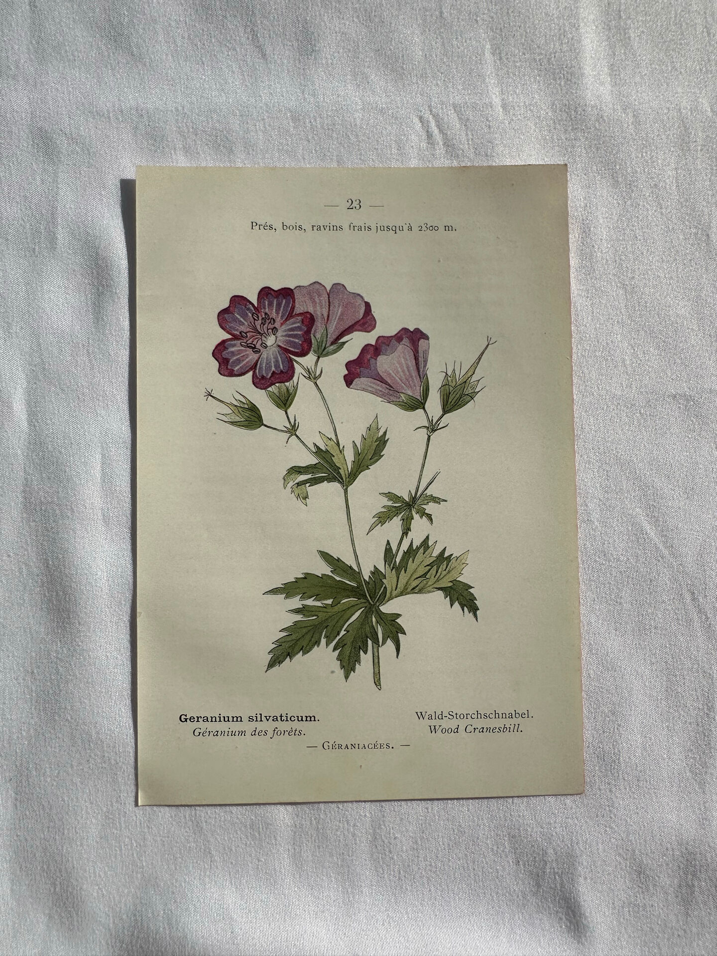 Naturalist Plate – 19th Century Botanical Engraving, Double-Sided
