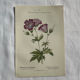 Naturalist Plate – 19th Century Botanical Engraving, Double-Sided