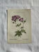 Naturalist Plate – 19th Century Botanical Engraving, Double-Sided