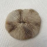 Fungia type coral
