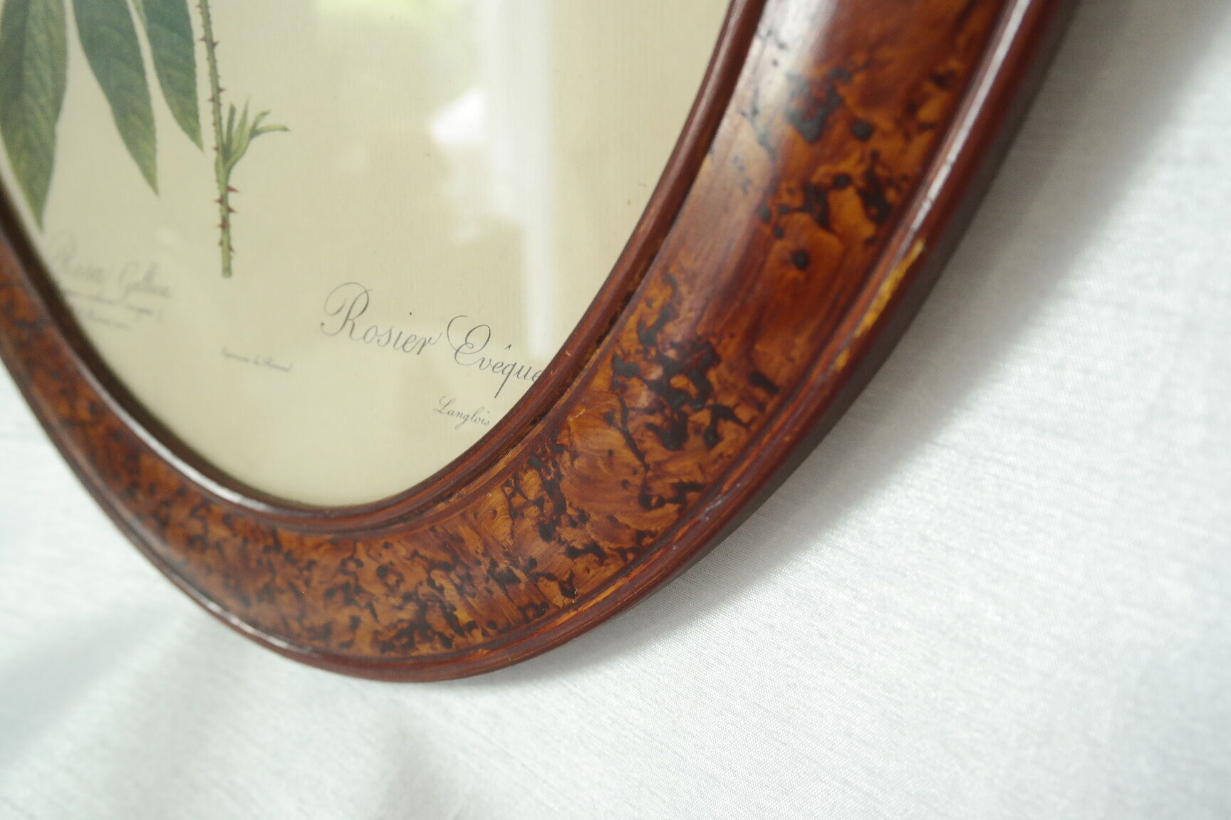 Framed botanical board Vintage rose