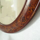 Framed botanical board Vintage rose