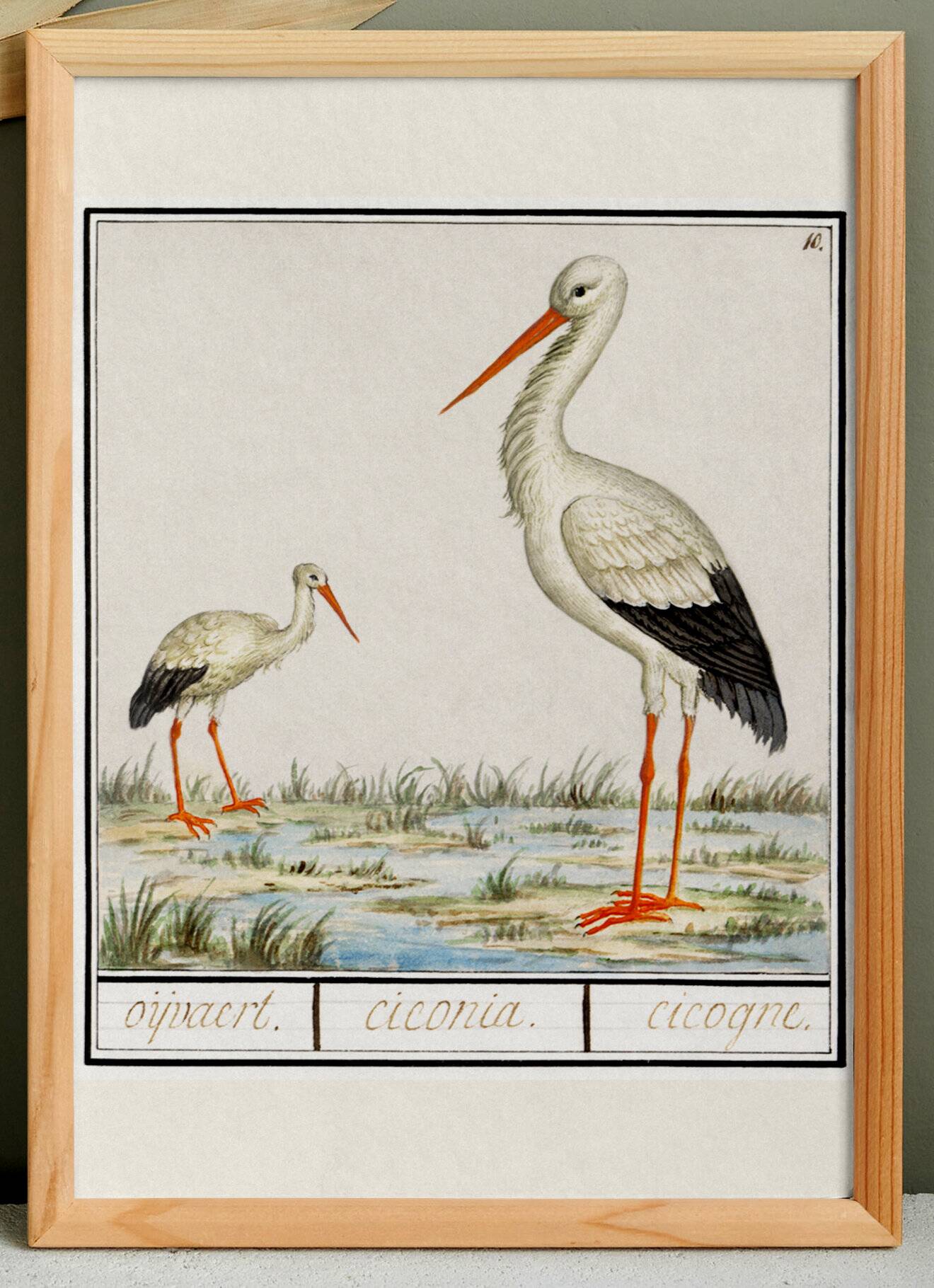 Poster of the stork, based on an old engraving from 1610.