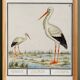 Poster of the stork, based on an old engraving from 1610.