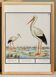 Poster of the stork, based on an old engraving from 1610.