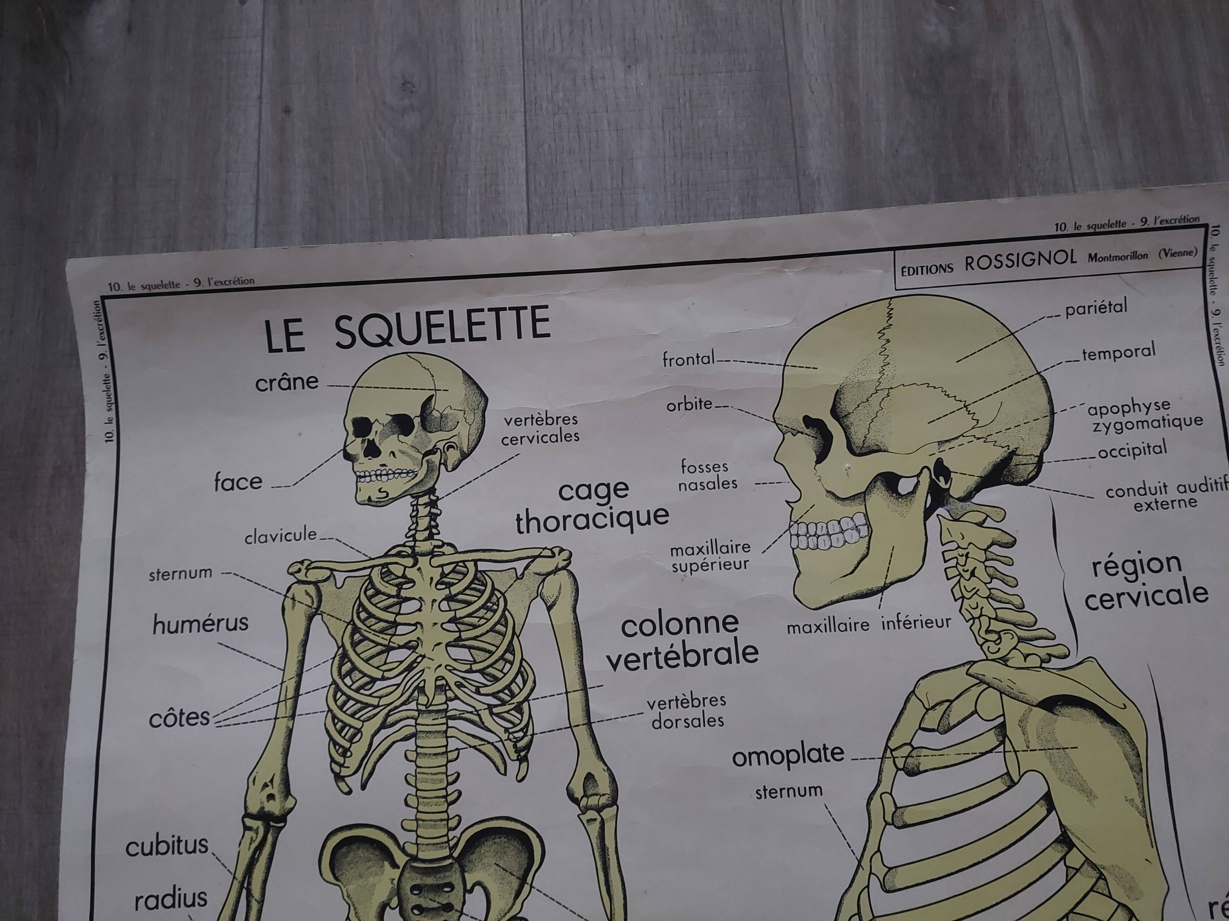 Rossignol school poster: the skeleton/excretion