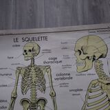 Rossignol school poster: the skeleton/excretion