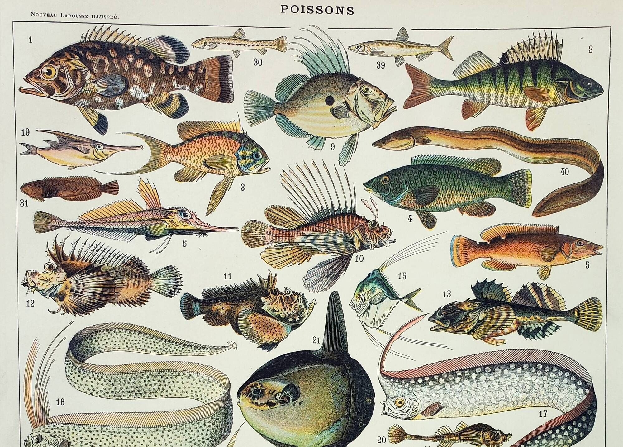 Old engraving 1898, Fish 1, marine animals • Lithograph, Original plate