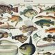 Old engraving 1898, Fish 1, marine animals • Lithograph, Original plate