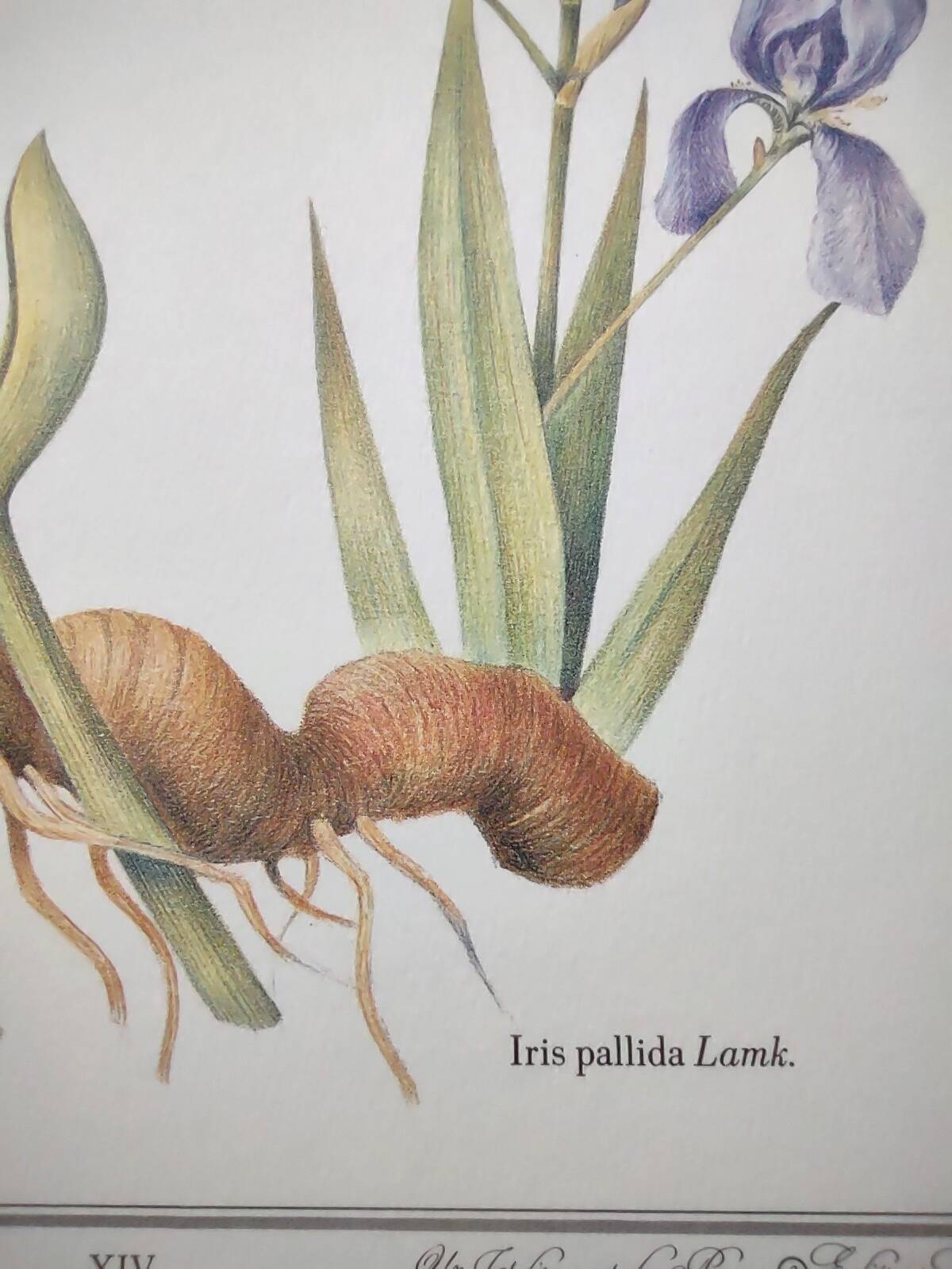Botanical engraving -Iris- Illustration of medicinal plants and herbs. Pastels by C.Michaut