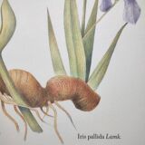 Botanical engraving -Iris- Illustration of medicinal plants and herbs. Pastels by C.Michaut
