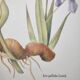 Botanical engraving -Iris- Illustration of medicinal plants and herbs. Pastels by C.Michaut
