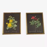 Paire de gravures fleurs