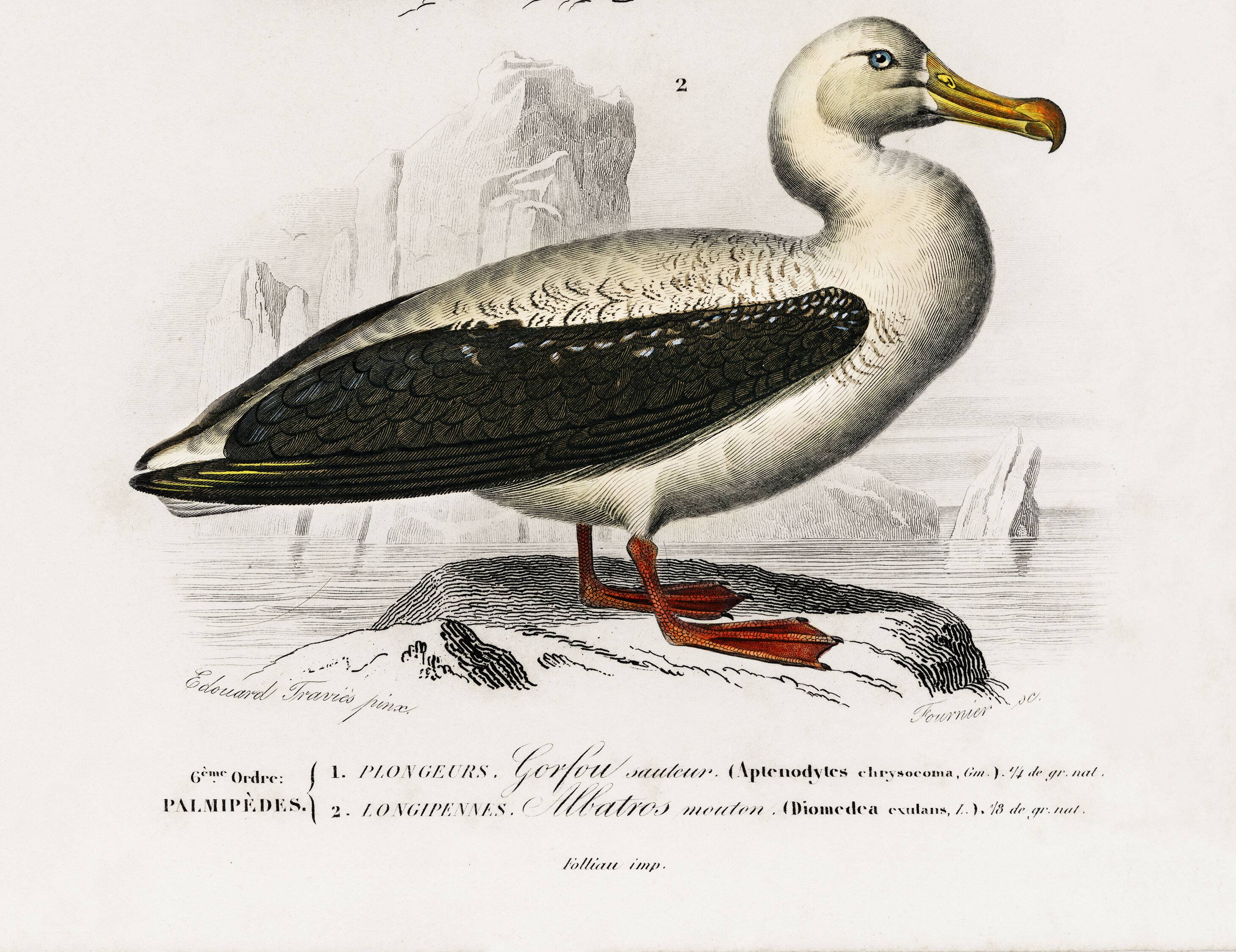Affiche sur le manchot royal et l’albatros, d’après une gravure ancienne