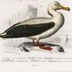 Affiche sur le manchot royal et l’albatros, d’après une gravure ancienne