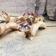Set de 6 porte couteaux chien en bois