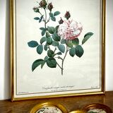 Set of two reproductions of Redouté framed in gilded wood.