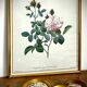 Set of two reproductions of Redouté framed in gilded wood.
