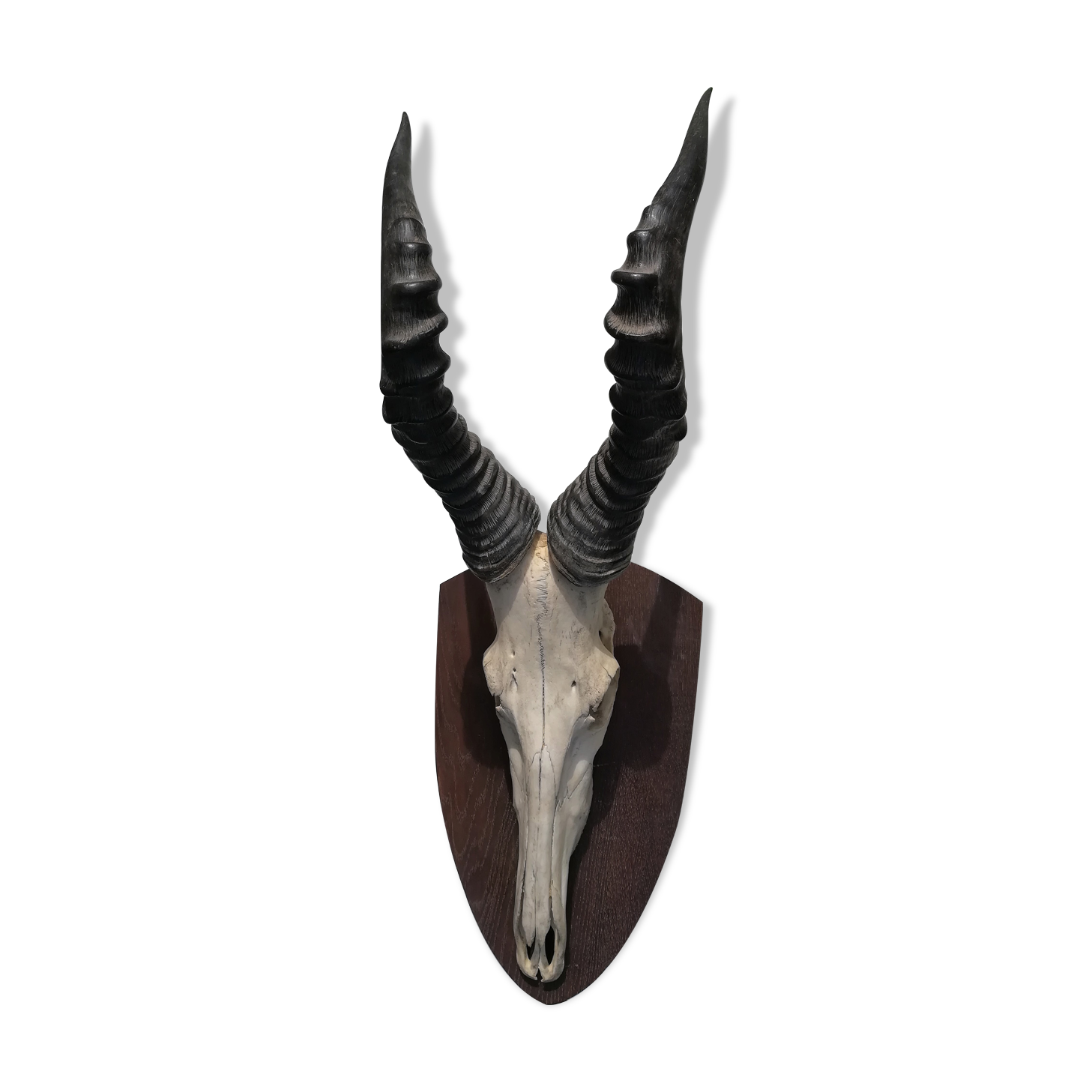 Trophy hunting of antelope