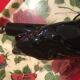 Cat lamp foot from the 80s