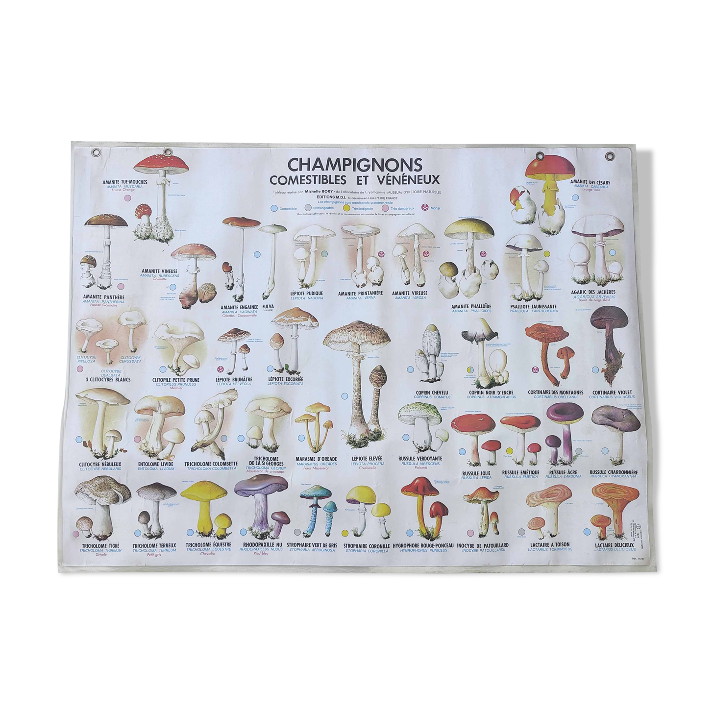 Large school poster MDI double-sided Edible and Poisonous Mushrooms 1979