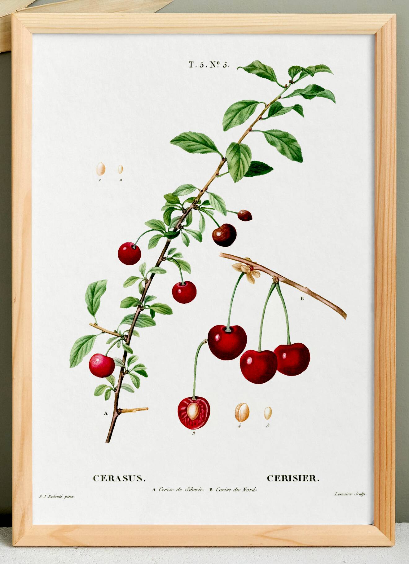 Poster about the cherry tree, after an engraving from 1802