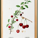 Poster about the cherry tree, after an engraving from 1802