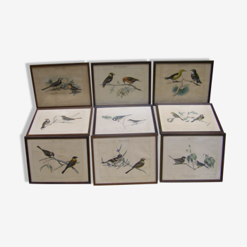 Collection de neuf gravures ornithologique