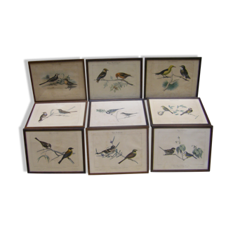 Collection of nine ornithological engravings