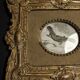 Animal engraving gilded stuccoed wood frame nineteenth century