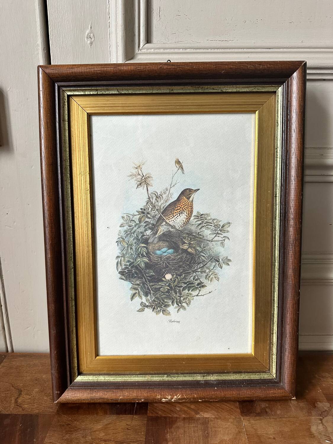 Antique illustration of a bird. Antique framed illustration of a bird.